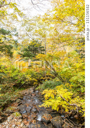 燃える秋 紅葉に色づく尾瀬 燃える秋 紅葉に色づく尾瀬 131156582