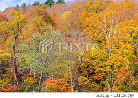 燃える秋 紅葉に色づく尾瀬 燃える秋 紅葉に色づく尾瀬 131156594