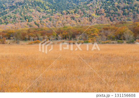 燃える秋　紅葉に色づく尾瀬 131156608