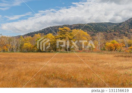 燃える秋 紅葉に色づく尾瀬 燃える秋 紅葉に色づく尾瀬 131156619