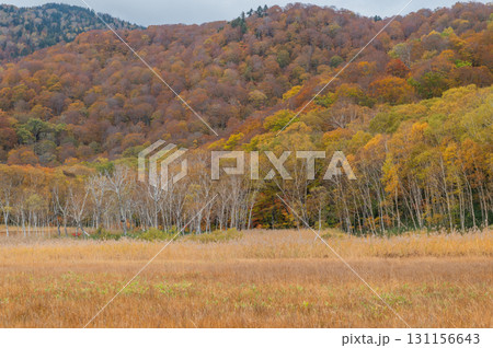 燃える秋 紅葉に色づく尾瀬 燃える秋 紅葉に色づく尾瀬 131156643
