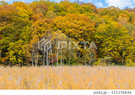 燃える秋　紅葉に色づく尾瀬 131156646
