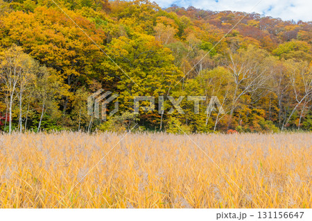 燃える秋　紅葉に色づく尾瀬 131156647
