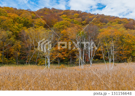 燃える秋 紅葉に色づく尾瀬 燃える秋 紅葉に色づく尾瀬 131156648