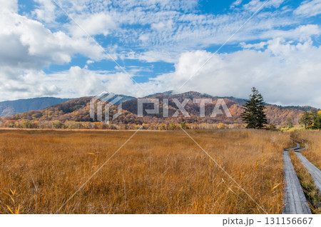 燃える秋　紅葉に色づく尾瀬 131156667