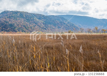 燃える秋 紅葉に色づく尾瀬 燃える秋 紅葉に色づく尾瀬 131156668