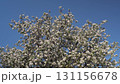 Flowering apple tree against blue sky - spring blossom close-up 131156678