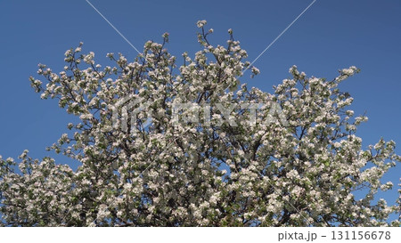 Flowering apple tree against blue sky - spring blossom close-up Flowering apple tree against blue sky - spring blossom close-up 131156678