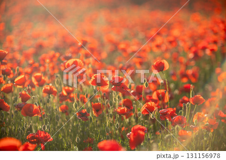 Poppies Field Flowers Nature - A field of red poppies blooming in the sun. Poppies Field Flowers Nature - A field of red poppies blooming in the sun. 131156978