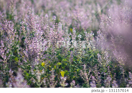 Flowers Dewdrops Meadow: Morning Dew on Purple Flowers in a Field Flowers Dewdrops Meadow: Morning Dew on Purple Flowers in a Field 131157014