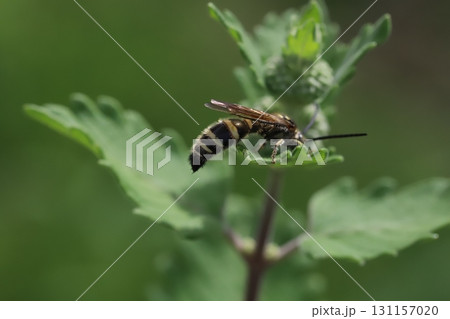 夏の庭に咲く段菊の花に止まるヒメハラナガツチバチ 夏の庭に咲く段菊の花に止まるヒメハラナガツチバチ 131157020