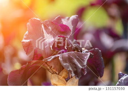 Iris Flower Blossom: Dark irises bloom in garden during daytime for sunlight, beauty, pollination. Iris Flower Blossom: Dark irises bloom in garden during daytime for sunlight, beauty, pollination. 131157030