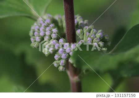秋の庭に咲く薄紫色の段菊の花 131157150