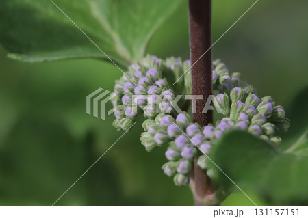 秋の庭に咲く薄紫色の段菊の花 秋の庭に咲く薄紫色の段菊の花 131157151