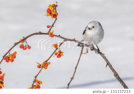 雪の妖精　シマエナガ 131157233