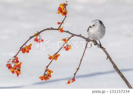 雪の妖精　シマエナガ 131157234