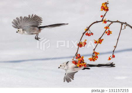 雪の妖精　シマエナガ 131157255
