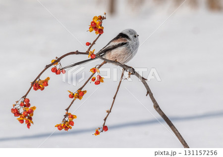 雪の妖精 シマエナガ 雪の妖精 シマエナガ 131157256