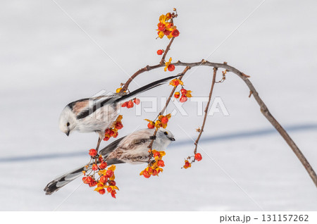 雪の妖精 シマエナガ 雪の妖精 シマエナガ 131157262