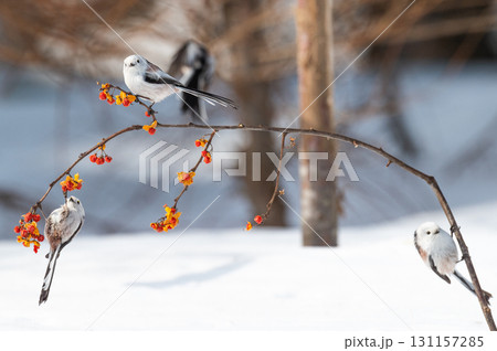雪の妖精 シマエナガ 雪の妖精 シマエナガ 131157285