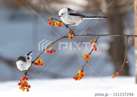 雪の妖精　シマエナガ 131157298