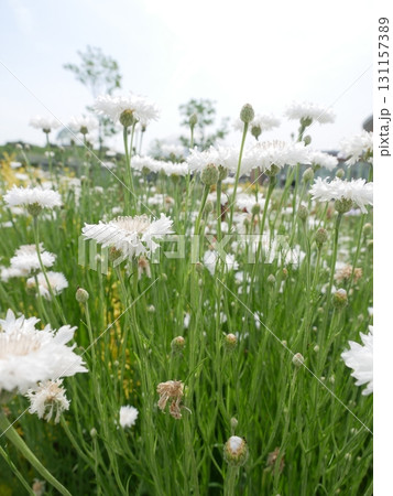花 フラワー お花 131157389