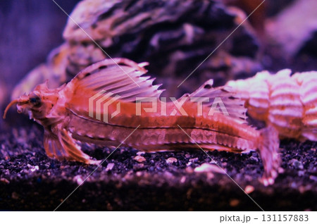 八角（ハッカク）正式名称をトクビレ 131157883