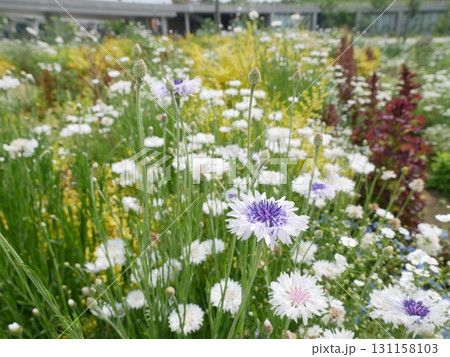 花 フラワー お花 131158103