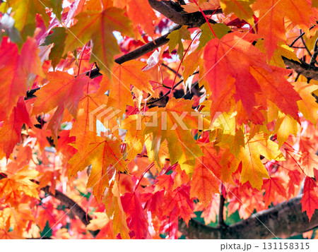 Maple leaves mosaic on autumn time in British Columbia 131158315