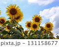 夏の空と向日葵 131158677