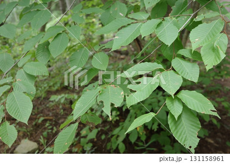 夏の森で青々と茂るイヌブナの葉。太陽の光を受けて輝き、涼やかな緑が季節を感じさせます。 131158961