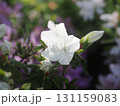 木漏れ日を受けて咲く白いツツジ 131159083