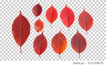 Autumn leaves set (fall) 131159670