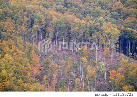 The forest in autumn colors The forest in autumn colors 131159722