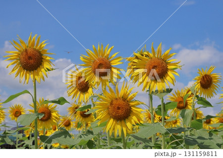 ひまわり 131159811