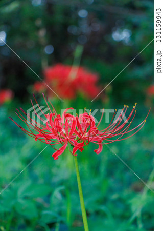 木陰で、真っ赤な彼岸花を咲かせる 131159943