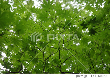 夏の森で青々と茂るカエデの葉。木漏れ日を浴びて輝くその姿は、涼やかな緑が広がる夏の風景を象徴していま 131160068