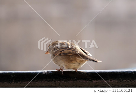 Sparrow Sparrow 131160121