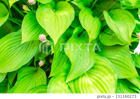 hosta bush with flower buds in sunlight plant background 131160273