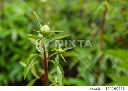 green peony bud, future flower close-up on a blurred background green peony bud, future flower close-up on a blurred background 131160288