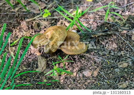 brown edible mushrooms hiding among green grass close-up brown edible mushrooms hiding among green grass close-up 131160313