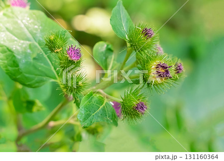 burdock lilac flowers, prickly plant close-up against the background of leaves burdock lilac flowers, prickly plant close-up against the background of leaves 131160364
