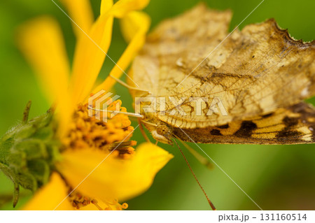 黄色い花に止まるキタテハ 131160514