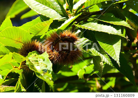 【青森県青森市】野木和公園の栗の木といがぐり 131160809