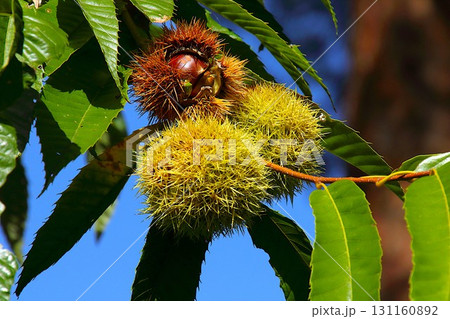 【青森県青森市】野木和公園の栗の木といがぐり 【青森県青森市】野木和公園の栗の木といがぐり 131160892