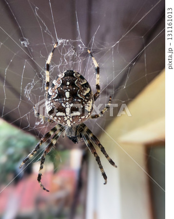 Garden Spider (Araneus diadematus). Iconic Cross Pattern and Harmless Nature Garden Spider (Araneus diadematus). Iconic Cross Pattern and Harmless Nature 131161013