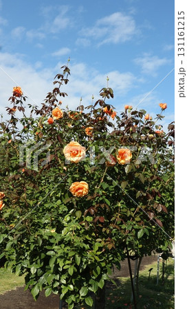 秋晴れに咲いたアプリコット色の木立バラ 131161215