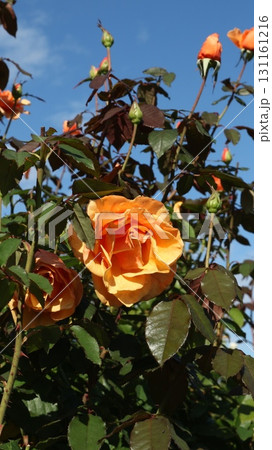 秋晴れに咲いたアプリコット色の木立バラとつぼみ アップ 縦 秋晴れに咲いたアプリコット色の木立バラとつぼみ アップ 縦 131161216