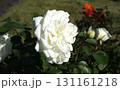 右向きの白い中輪バラと丸い蕾 131161218