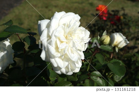 右向きの白い中輪バラと丸い蕾 131161218